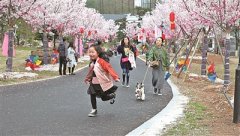 寧波首屆國際櫻花展開幕 千畝櫻花林揭開面紗